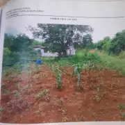 2.5 acres of land with 3Bedroom house  1 bath room fruit trees