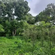 2.5 acres of land with 3Bedroom house  1 bath room fruit trees