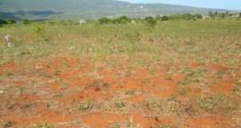 8.004903 Acres Agricultural / Residential Lot