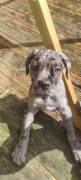 Cute Shih Tzu Puppy for adoption