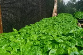 Scotch Bonnet Seedlings Available