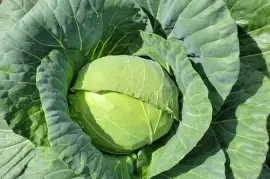 Cabbage