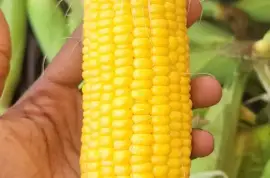 Sweet Corns