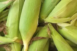 Sweet Corns