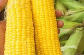 Sweet Corns