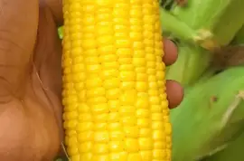 Sweet Corns