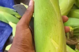 Sweet Corns