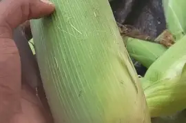Sweet Corns