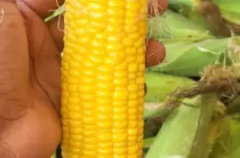 Sweet Corns