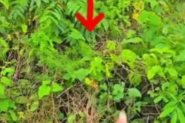 Prime Residential Lot