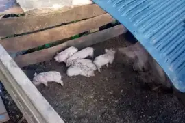 9 Young pigs, 9 Days Old