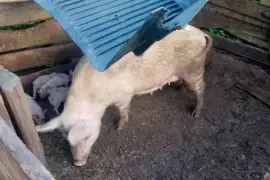 9 Young pigs, 9 Days Old