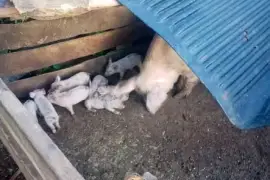 9 Young pigs, 9 Days Old