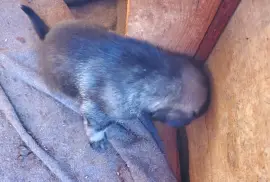 Germanshepherd pups mix  poodle 