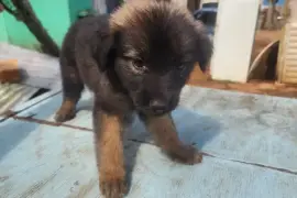 Germanshepherd pups mix  poodle 
