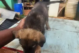 Germanshepherd pups mix  poodle 