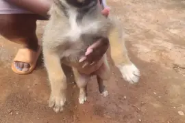 Germanshepherd pups mix  poodle 