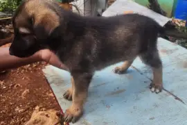 Germanshepherd pups mix  poodle 
