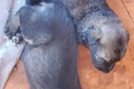Germanshepherd pups mix  poodle 