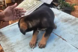 Germanshepherd pups mix  poodle 
