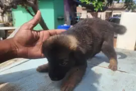 Germanshepherd pups mix  poodle 