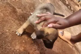 Germanshepherd pups mix  poodle 
