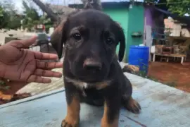 Germanshepherd pups mix  poodle 