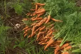 Carrots
