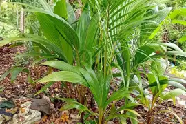 Coconut Trees