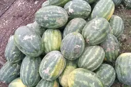 Honey sweet watermelon