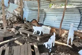 Pregnant goats