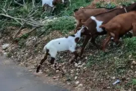 Pregnant goats