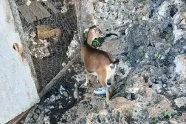 Pregnant goats
