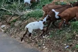 Pregnant goats