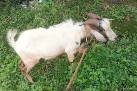 Goats 70 fe everything