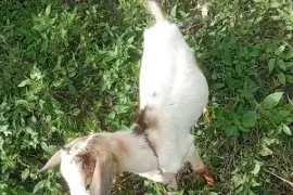 Goats 70 fe everything