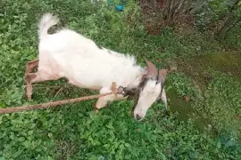 Goats 70 fe everything