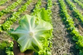 Lettuce available