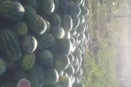 Sweet Water Melon