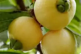 ROSE APPLE TREE