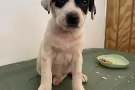 Puppies for adoption
