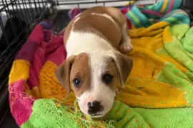 Puppies for adoption