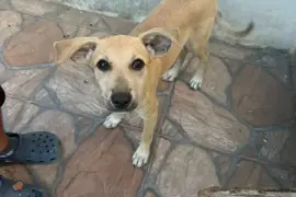 Puppies for adoption