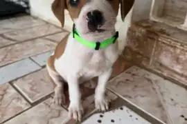 Puppies for adoption