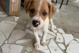 Puppies for adoption