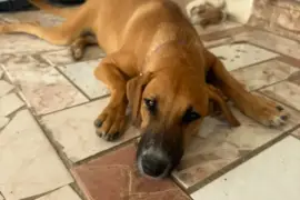 Puppies for adoption