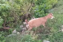 2 heavily in kid goats