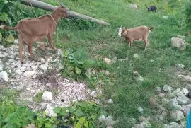 2 heavily in kid goats