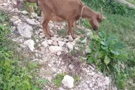 2 heavily in kid goats