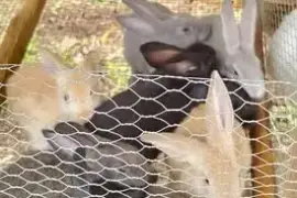 2 months old and 3 months old rabbits